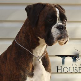 Boxers from Boxer of House Bairon