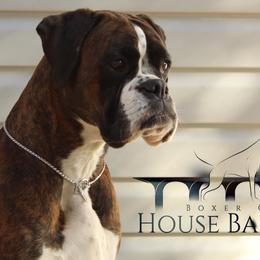 Boxers from Boxer of House Bairon