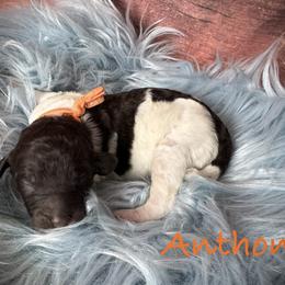 Simon - Parti male Poodle puppy in Houston, Texas from McEnery Standard Poodles