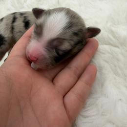 Bubbles - Blue merle female Miniature Australian Shepherd puppy in Greenville, Ohio from Arnold’s Aussies