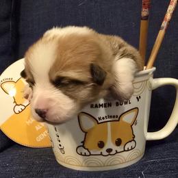 Lily - Red female Pembroke Welsh Corgi puppy in Palm Bay, Florida from Space Coast Corgi