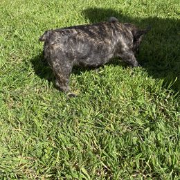 French Bulldog Puppies from Angie's French Bulldogs