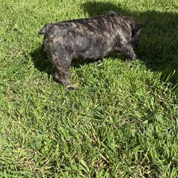 French Bulldog Puppies from Angie's French Bulldogs
