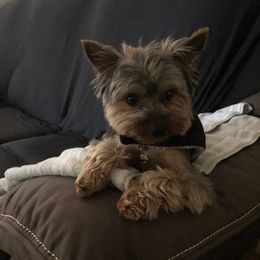 Zeus - Yorkshire Terrier