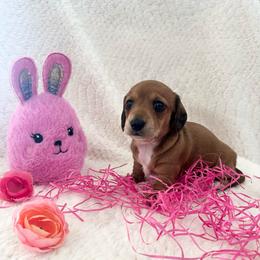 Lilly - Red female Dachshund puppy in Palestine, Texas from Oak tree Dachshunds