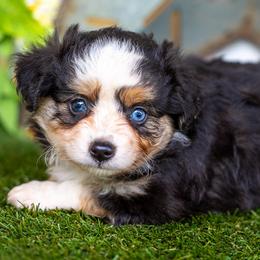 Sage - Black tri female Toy Australian Shepherd puppy in Granbury, Texas from Best Little Aussies
