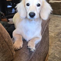 Ju-Ju - Dachshund