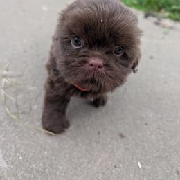 Orange Crush - Chocolate male Shih Tzu puppy in Metropolis, Illinois from Super City Kennels