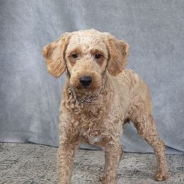 Sophie - Goldendoodle