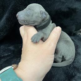 James - Blue male Italian Greyhound puppy in Fredonia, Arizona from Black Hill Italian Greyhounds