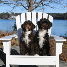 Portuguese Water Dogs from Ruff-Wave(reg.) Portuguese Water Dogs