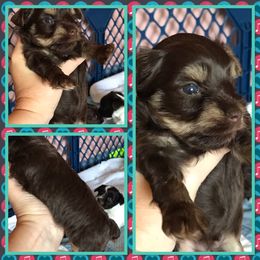 Yorkshire Terrier Puppies from T’s Posh Pups
