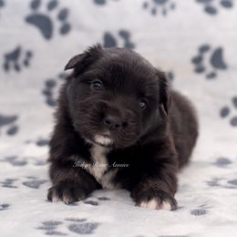 Nyx - Pink Collar - Black tri Miniature Australian Shepherd puppy in Lacombe, Louisiana from Indigo River Toy & Mini Aussies