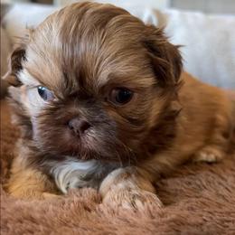 Sweet Latte - Sable female Shih Tzu puppy in Victorville, California from RUMBLE n TUMBLE