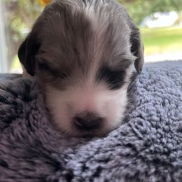 Aussiedoodle Puppies from Kiki’s Doodles