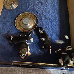 Basset Hound All Grown Up from Beckstrom’s Family Bassets