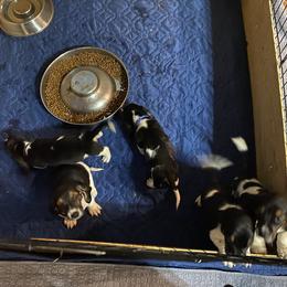 Basset Hound All Grown Up from Beckstrom’s Family Bassets