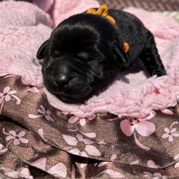 Linda - Black female Labrador Retriever puppy in Petersburg, Kentucky from Mahan Labs