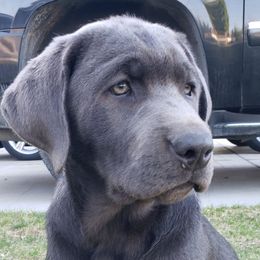 Dilute Retriever Puppies from Columbia Basin Labs