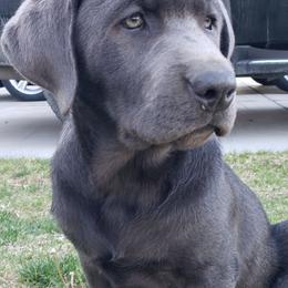 Dilute Retriever Puppies from Columbia Basin Labs
