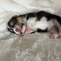 Reeces or Baby Ruth - Black and tan female Pembroke Welsh Corgi puppy in Dawson, Iowa from Carousel Corgis