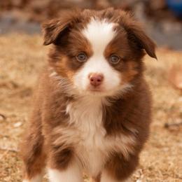 Fraser - Red tri male Miniature Australian Shepherd puppy in Blackfoot, Idaho from Bellewynd Acres