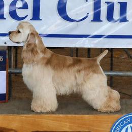 CH Santana - Buff male Cocker Spaniel puppy in Gate City, Virginia from Top Notch Cocker Spaniels