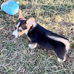 Girl 3 Pink collar “has natural tail” - Pembroke Welsh Corgi puppy from K&S Quality Pembroke Welsh Corgi’s