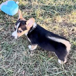 Girl 3 Pink collar “has natural tail” - Pembroke Welsh Corgi puppy from K&S Quality Pembroke Welsh Corgi’s