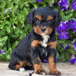 Aaron - Black and tan male Cavapoo puppy in Gap, Pennsylvania from Country View Puppies ( License 18816)