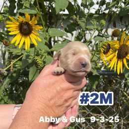 Number 2 Abby and Gus - Golden male Golden Retriever puppy in Piedmont, Oklahoma from Sabrina's Golden Retrievers
