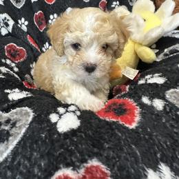 Duchess Eleanor of A Royal Havanese Court  Nell - White female Havanese puppy in North Richland Hills, Texas from A Royal Havanese Court