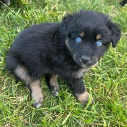 BLACK TRI FEMALE 6 - Black tri-color female Australian Shepherd puppy in Christiana, Tennessee from Vaught Family Farm
