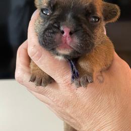 Purple collar - Fawn and white female French Bulldog puppy in Spanaway, Washington from Beloved Frenchies