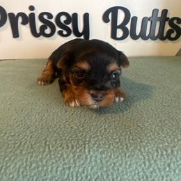 Ella - Black and tan female Yorkshire Terrier puppy in Clermont, Florida from Bella's Prissy Butts