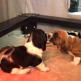 Basset Hounds from Tuckleberry’s Bassets