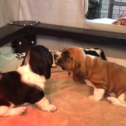 Basset Hounds from Tuckleberry’s Bassets