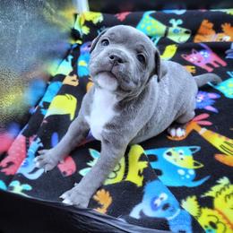 Croissant - Blue female Staffordshire Bull Terrier puppy in Dallas, Texas from Wild Blue Staffords