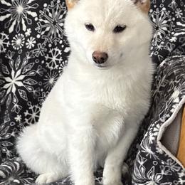 Tenshii - Cream female Shiba Inu puppy in Winthrop, Minnesota from Kayobi Shibas