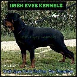 DORA - Rottweiler