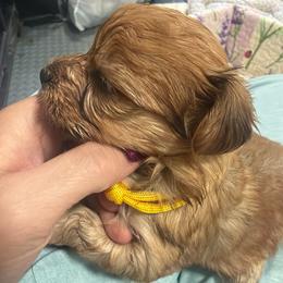 Canelo - Chocolate male Morkie puppy in Winston Salem, North Carolina from Patty’s Paws