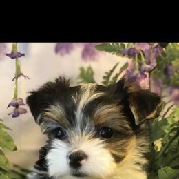 Biewer Terrier and Yorkshire Terrier Puppies from Wisteria Yorkies