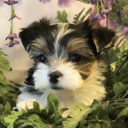Biewer Terrier and Yorkshire Terrier Puppies from Wisteria Yorkies