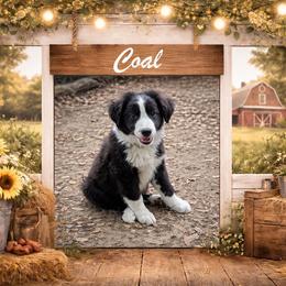 Coal - Black & white male Australian Shepherd puppy in Citra, Florida from AEW Farm