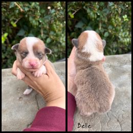 BELLE - Red female Pembroke Welsh Corgi puppy in Berea, Kentucky from SunShine Corgis