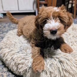 Goldendoodle puppies from Donnasdoodlebugs