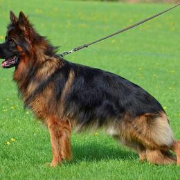 Princ - German Shepherd
