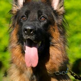 Baylee - German Shepherd