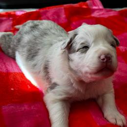 Logan - Lilac merle male Border Collie puppy in Hartsville, South Carolina from Wiggles 4 Life