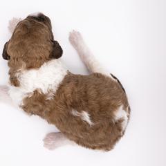 Bernedoodle, Saint Berdoodle, and Sheepadoodle Puppies from Yankee Doodle Puppies